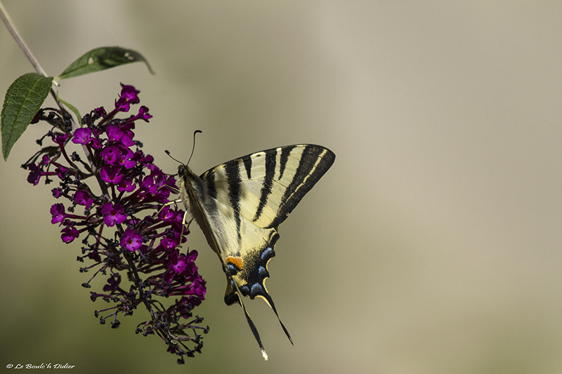 Iphiclides podalirius ( le Flambé )