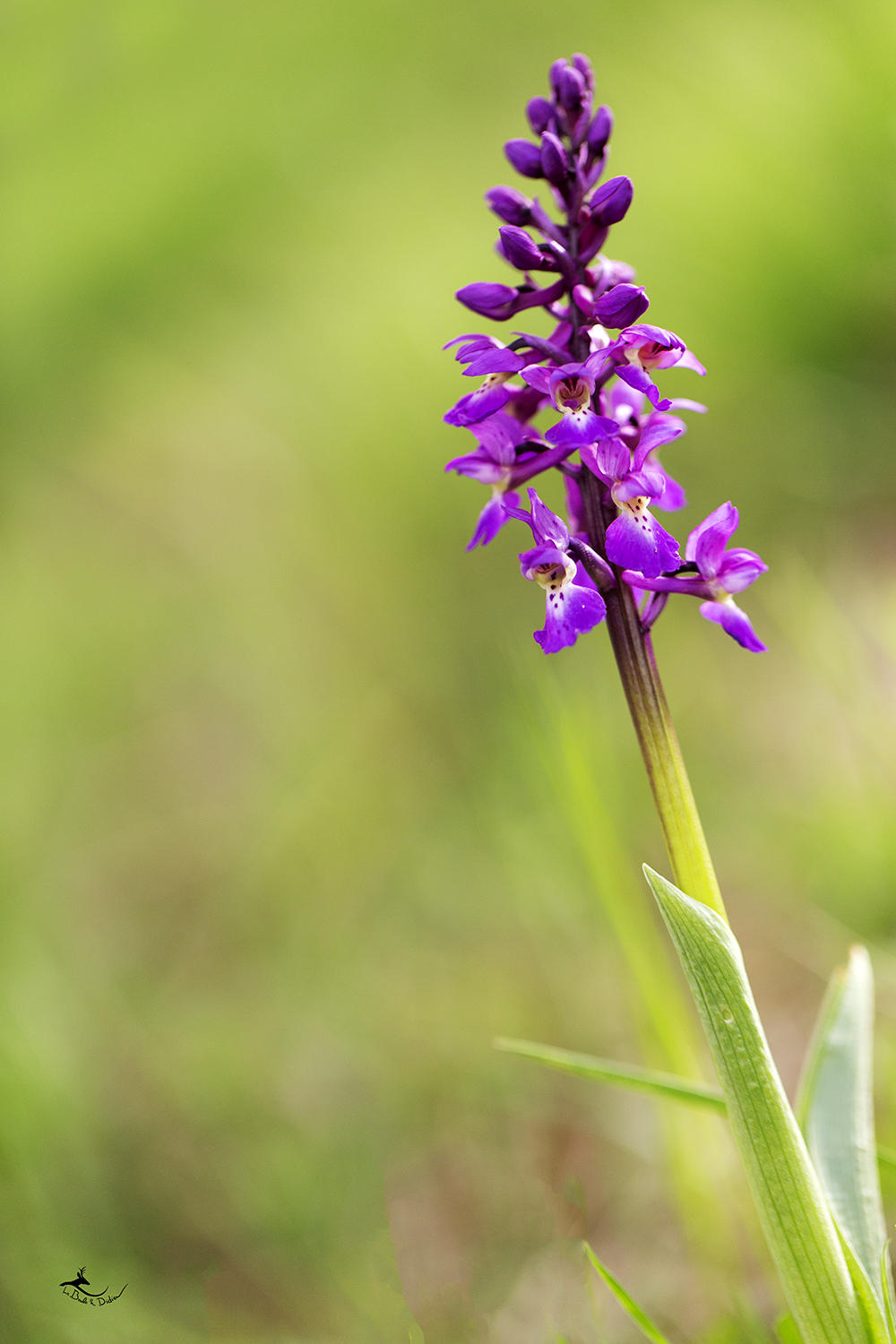 Orchis bouffon (Orchis morio)