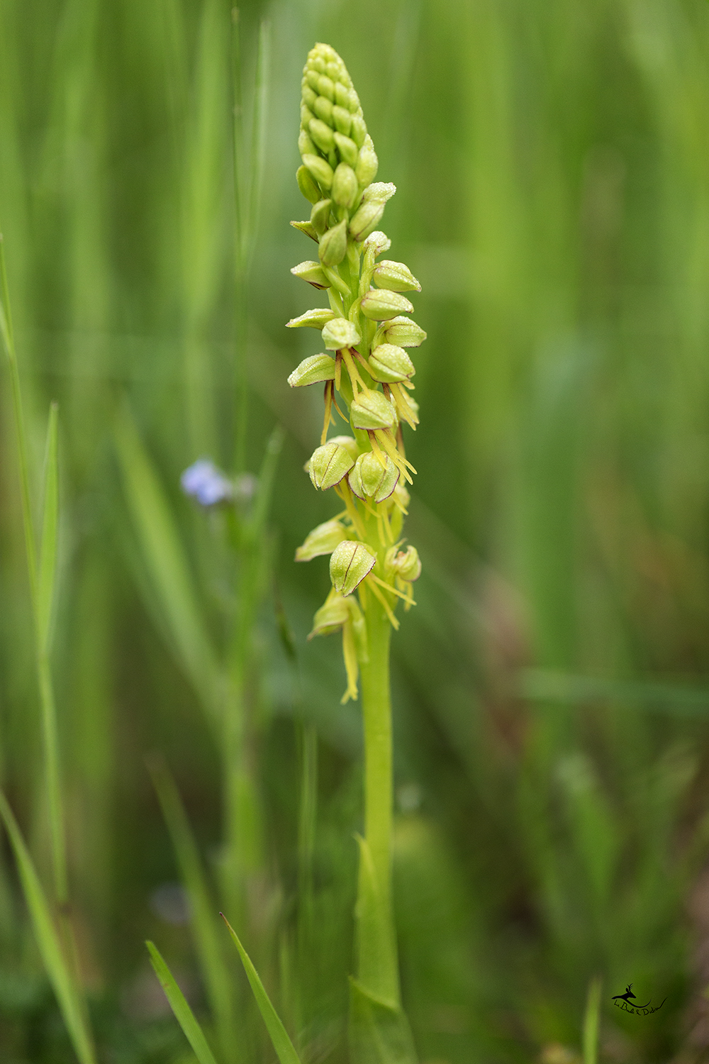 orchis homme pendu