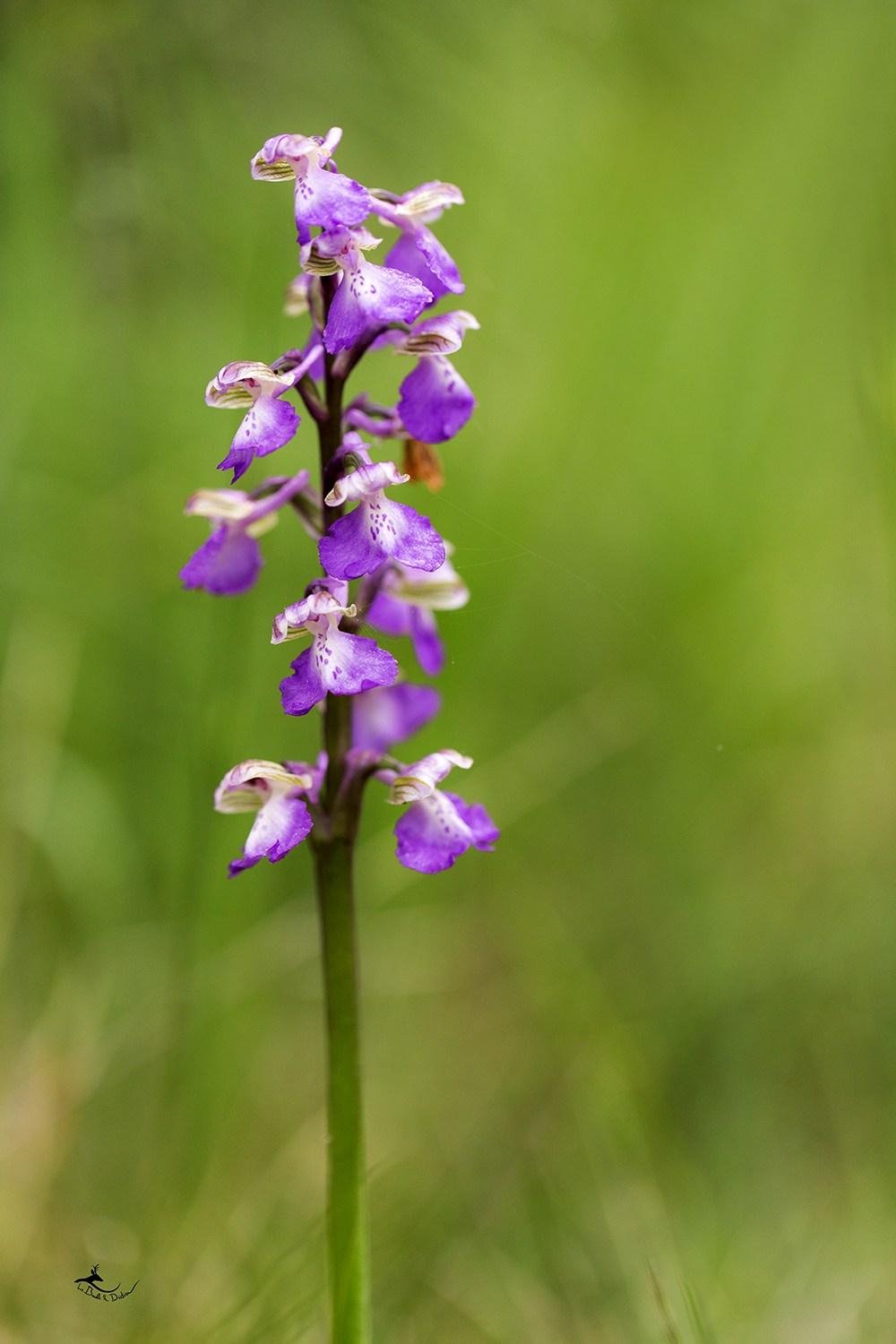 	 Orchis bouffon (Orchis morio)