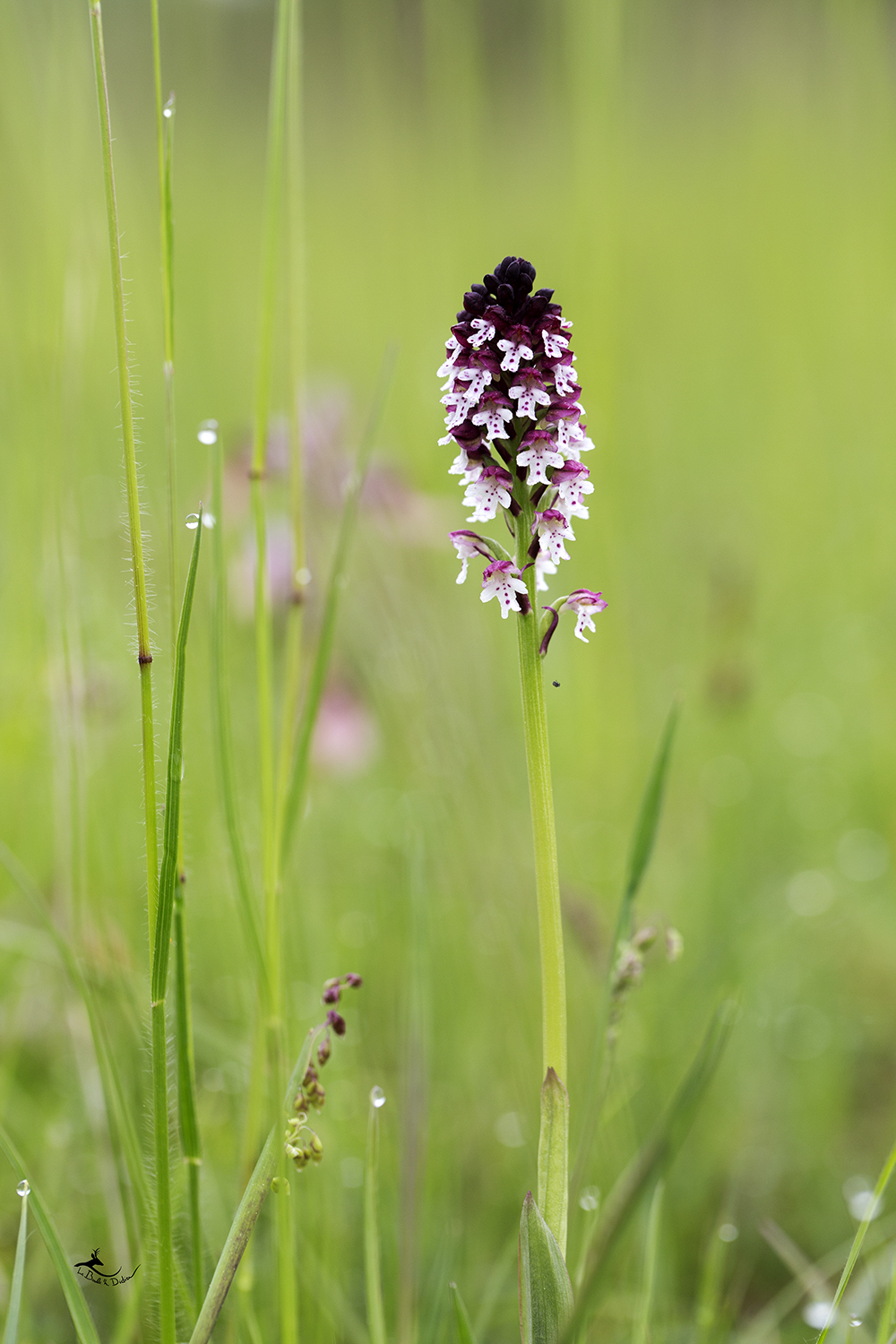 Orchis brûlée (Neotina ustulata)