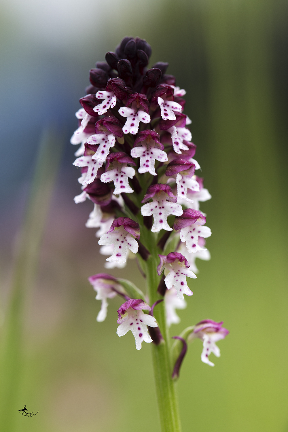 Orchis brûlée (Neotina ustulata)