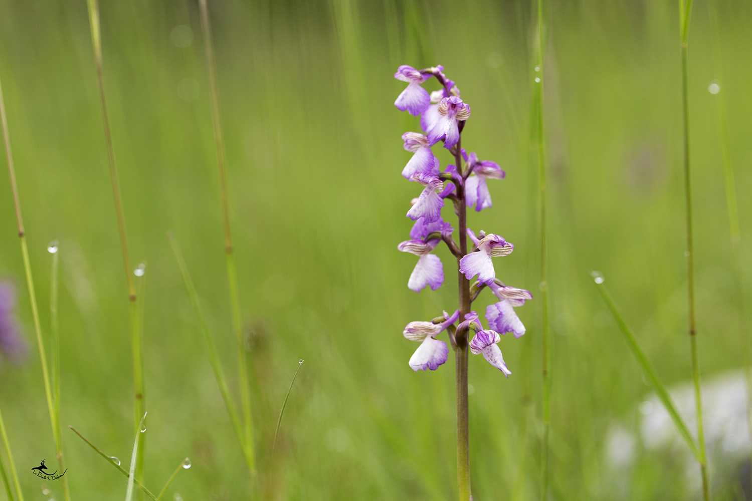 	 Orchis bouffon (Orchis morio)