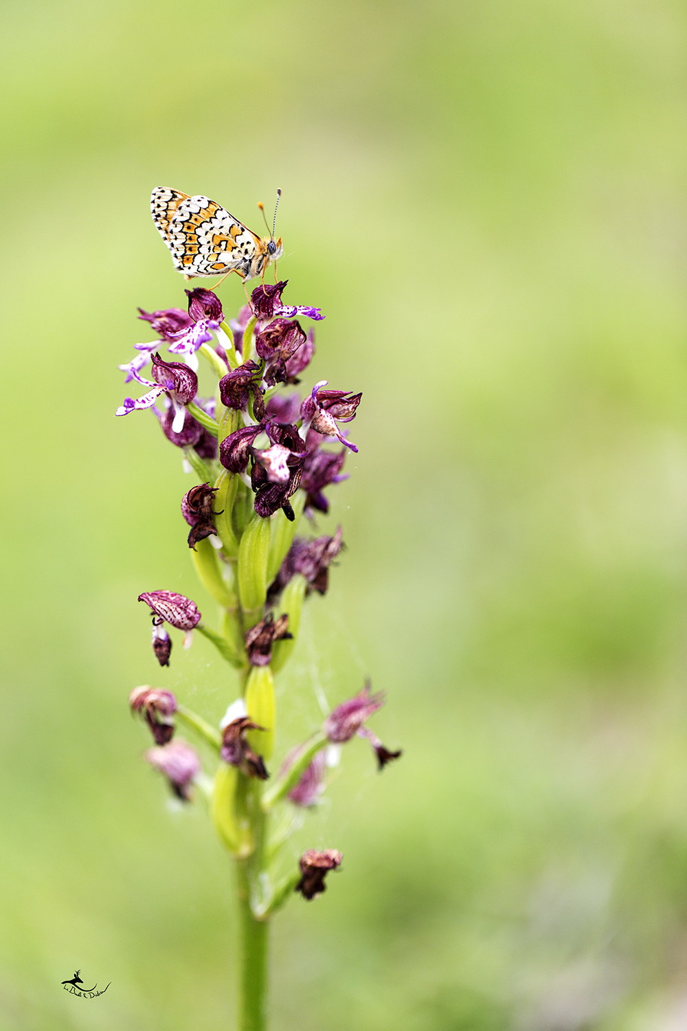 Orchis pourpre (Orchis purpurea)