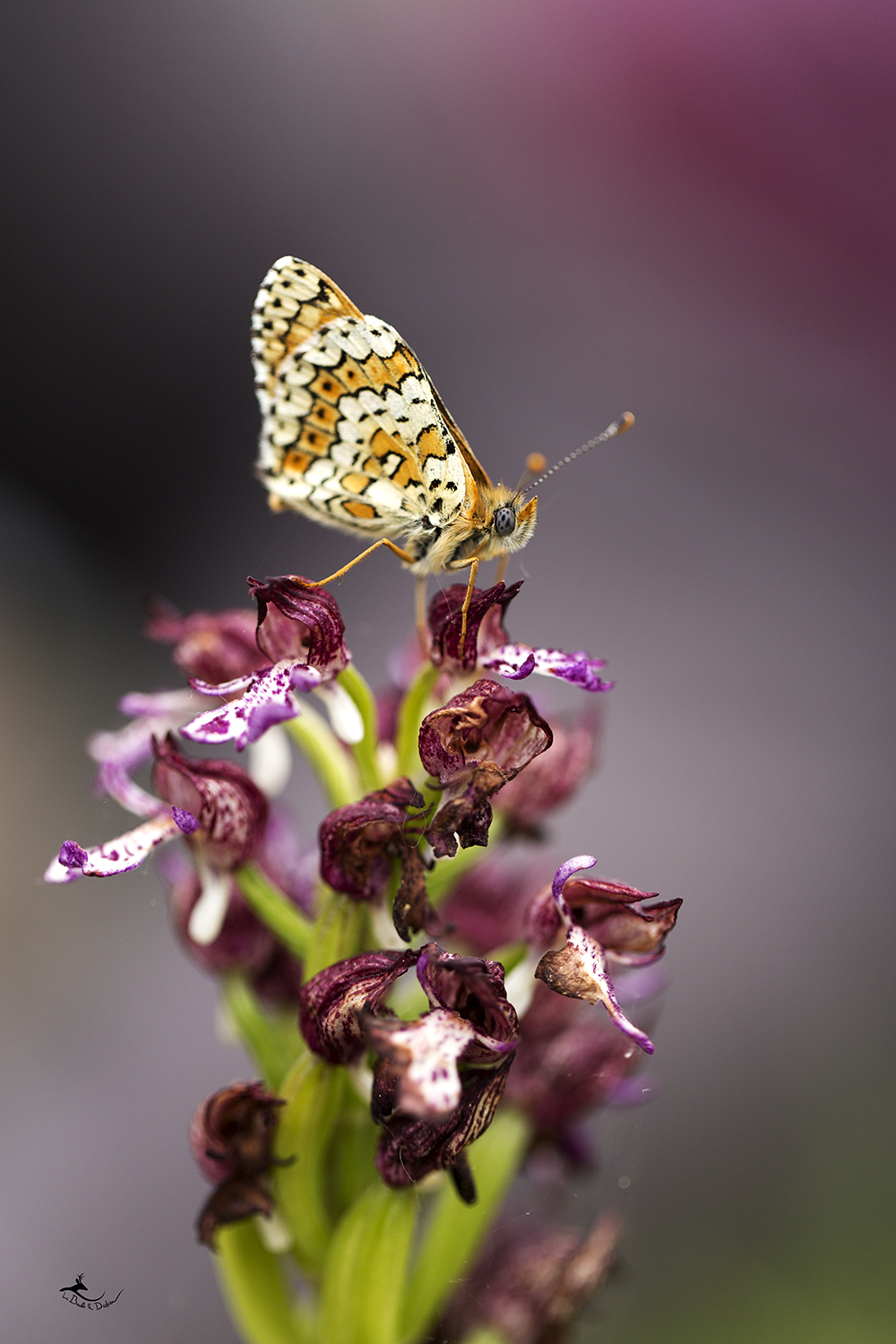 Orchis pourpre (Orchis purpurea) et mélitée