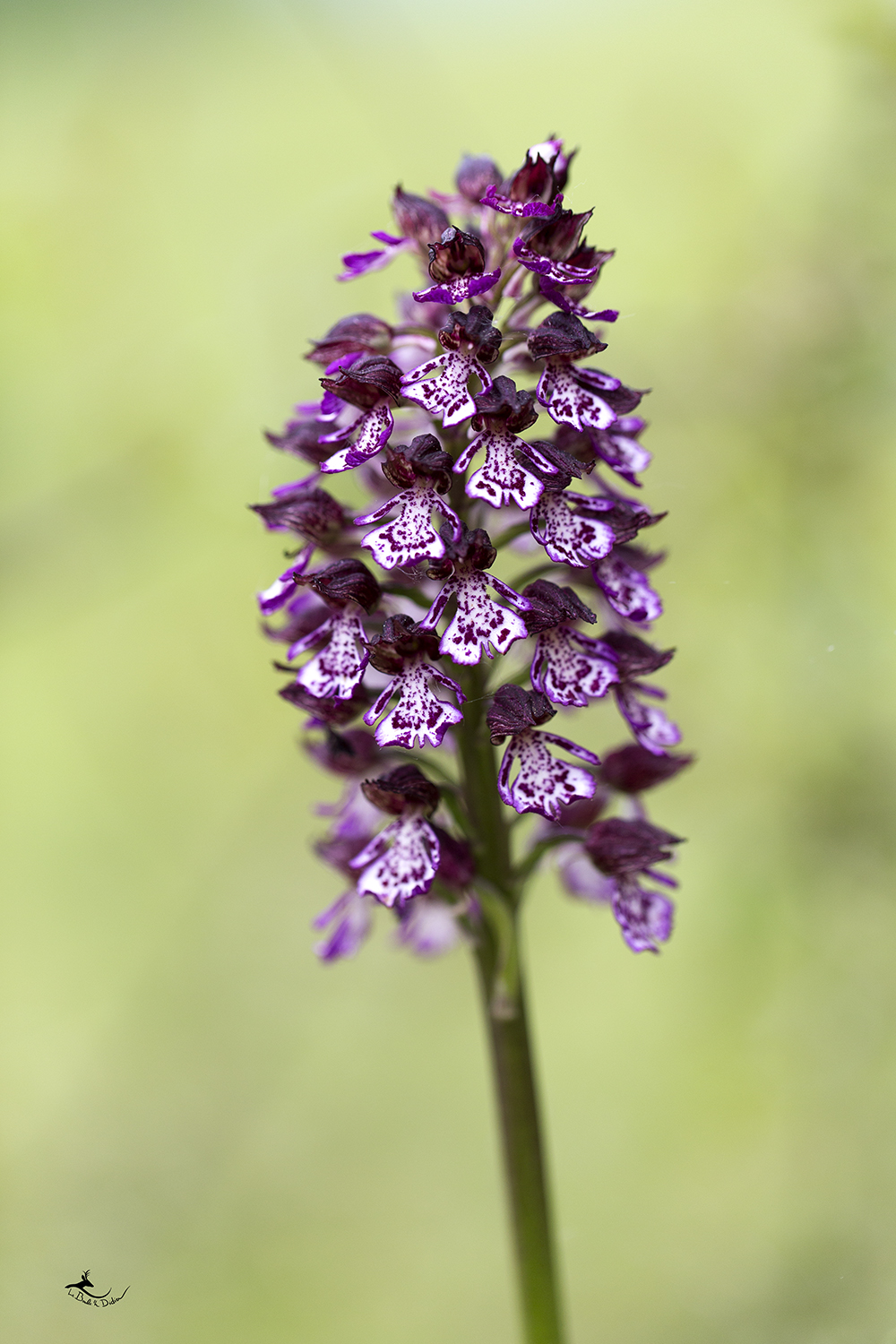 Orchis pourpre (Orchis purpurea)