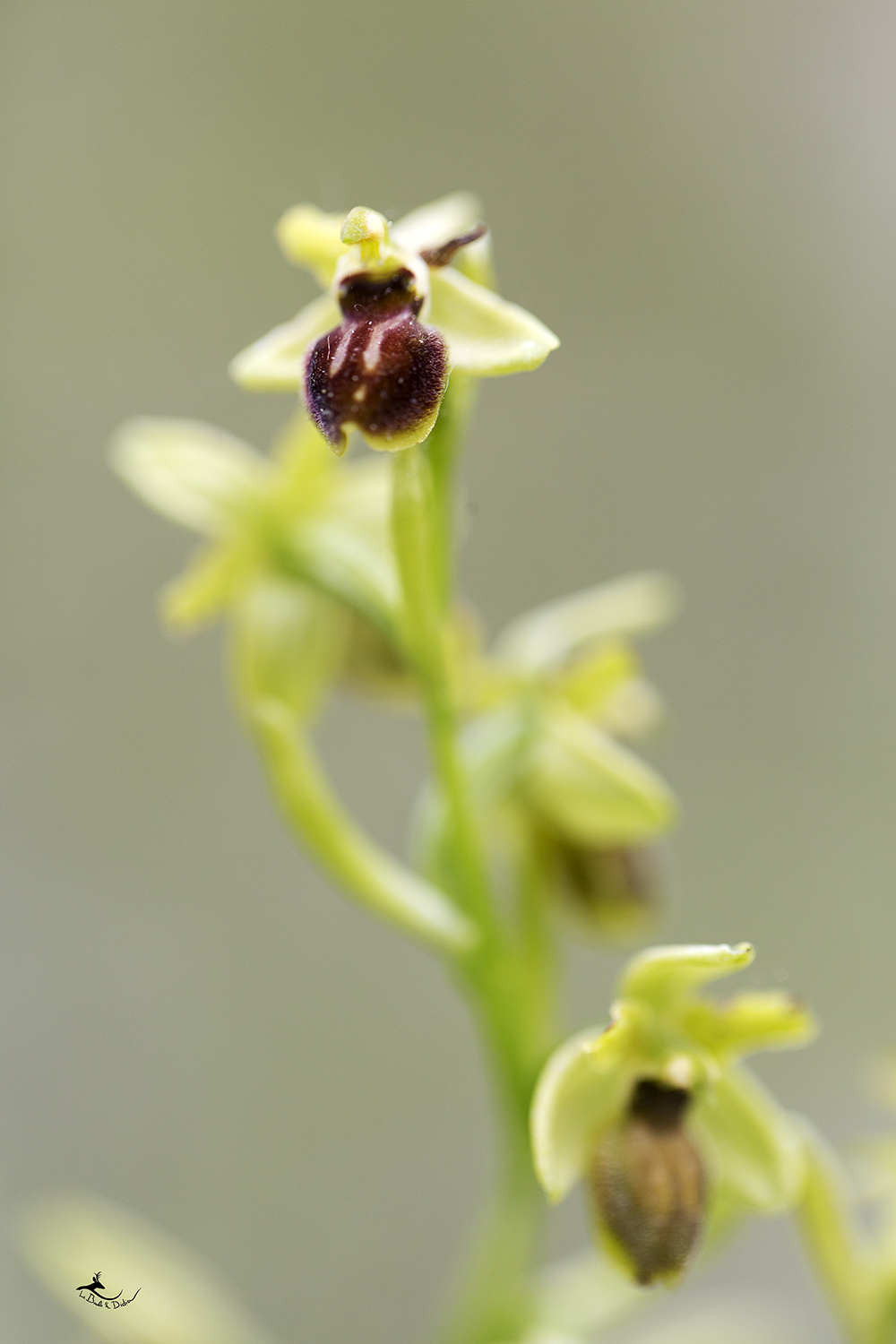 Ophrys petite araignée (Ophrys araneola)