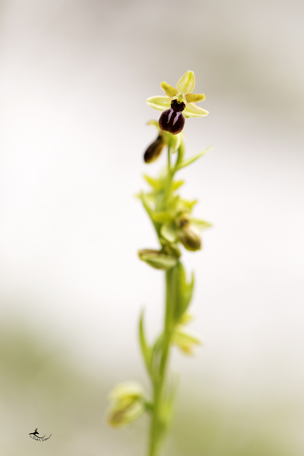 Ophrys petite araignée (Ophrys araneola)