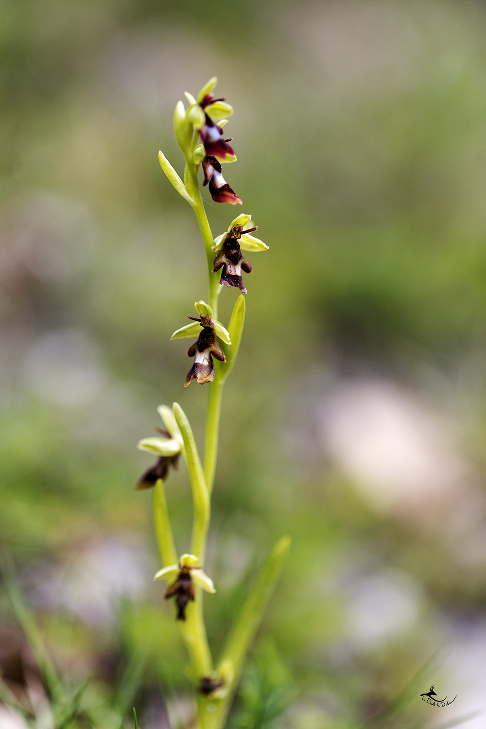 Ophrys mouche (Ophrys insectifera)