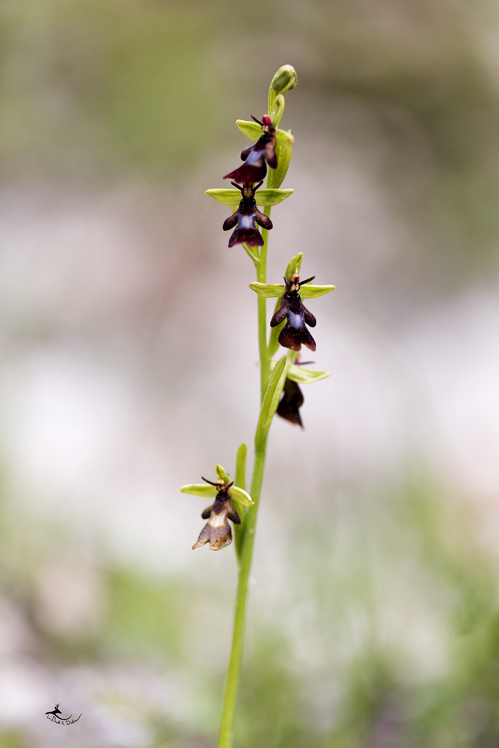 Ophrys mouche (Ophrys insectifera)