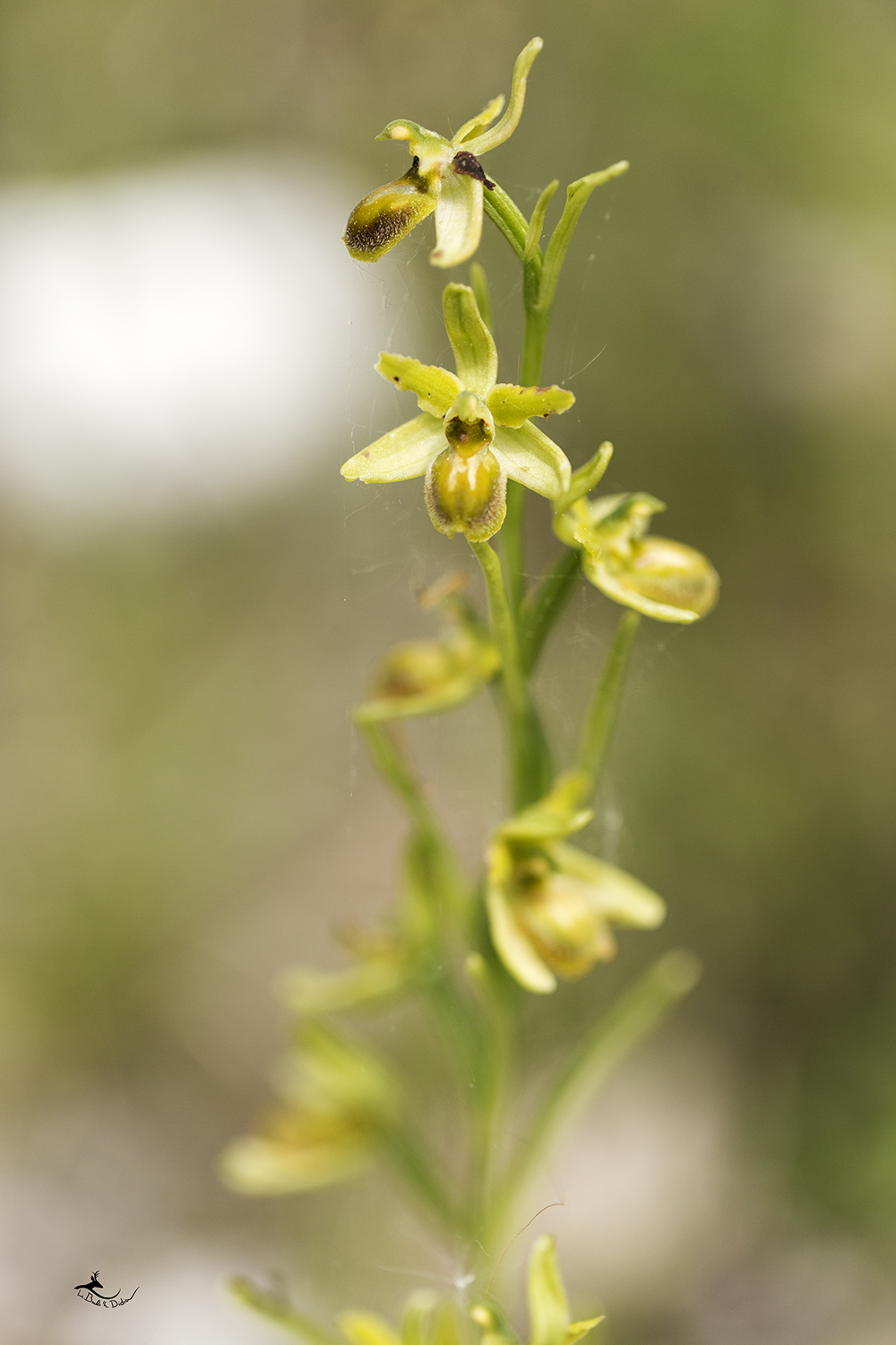 Ophrys petite araignée (Ophrys araneola)