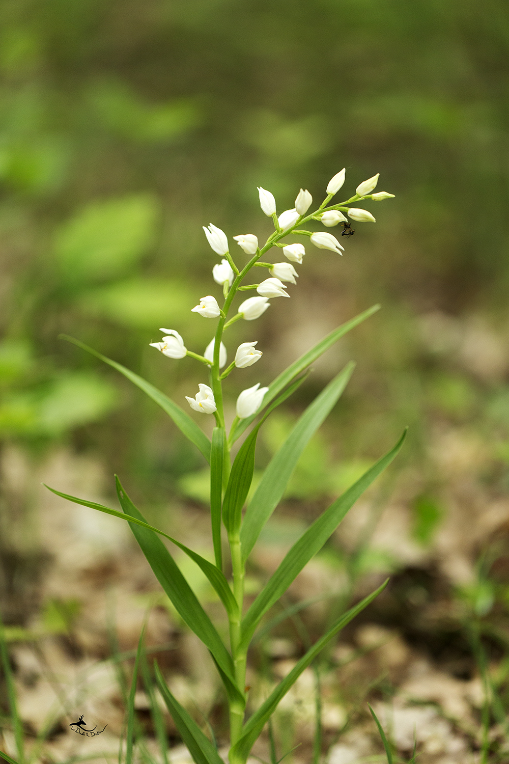 Céphalanthère à longues feuilles (Cephalanthera longifolia)