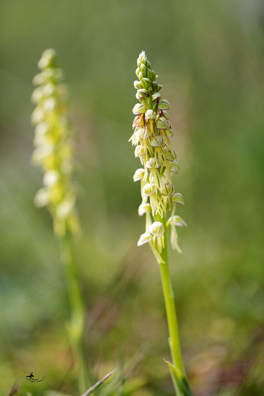 Orchis Homme pendu (Orchis anthropophora)