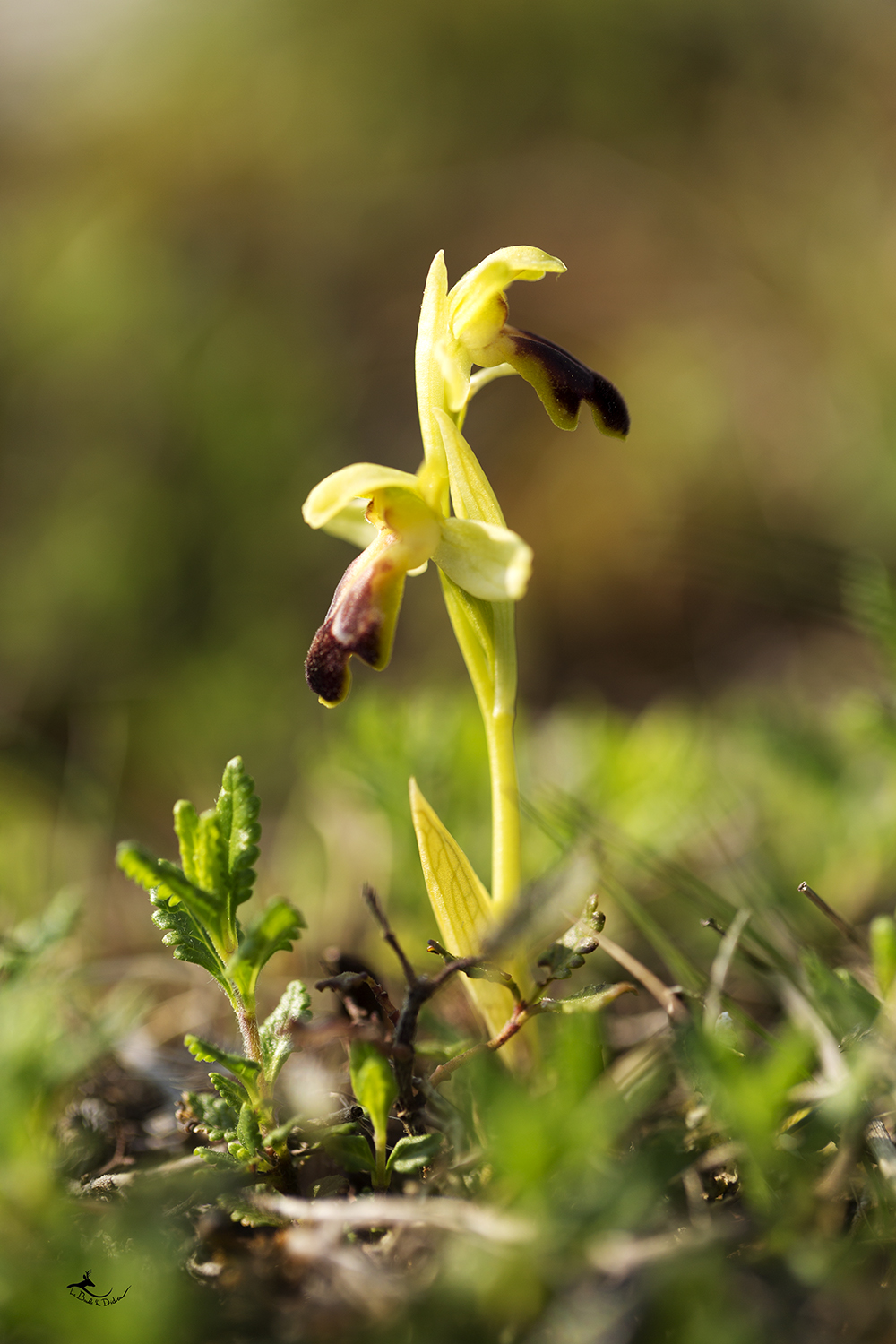 Ophrys sillonnée (Ophrys sulcata)