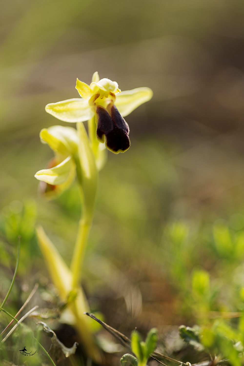 Ophrys sillonnée (Ophrys sulcata)