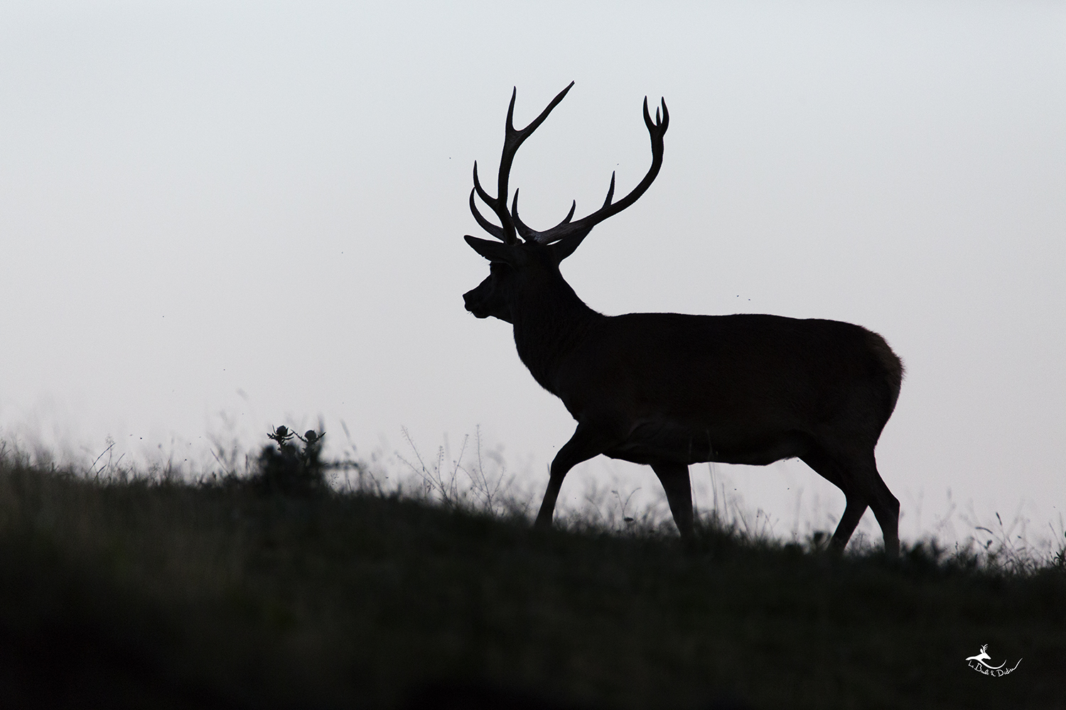 silhouette majestueuse