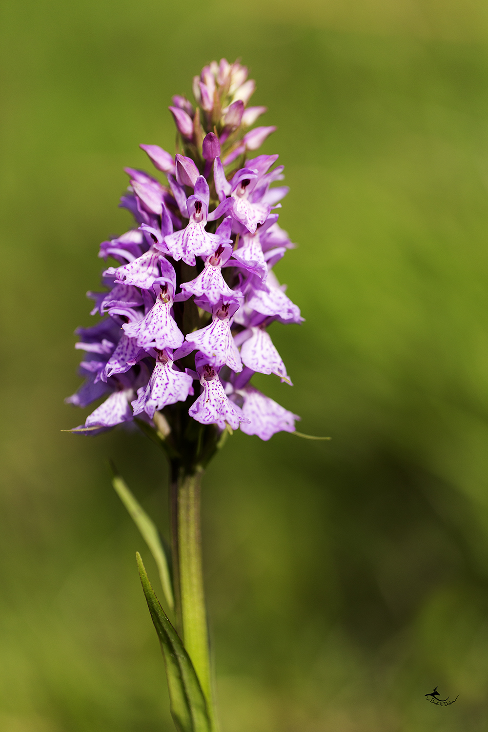 Orchis tacheté (dactylorhiza macula)