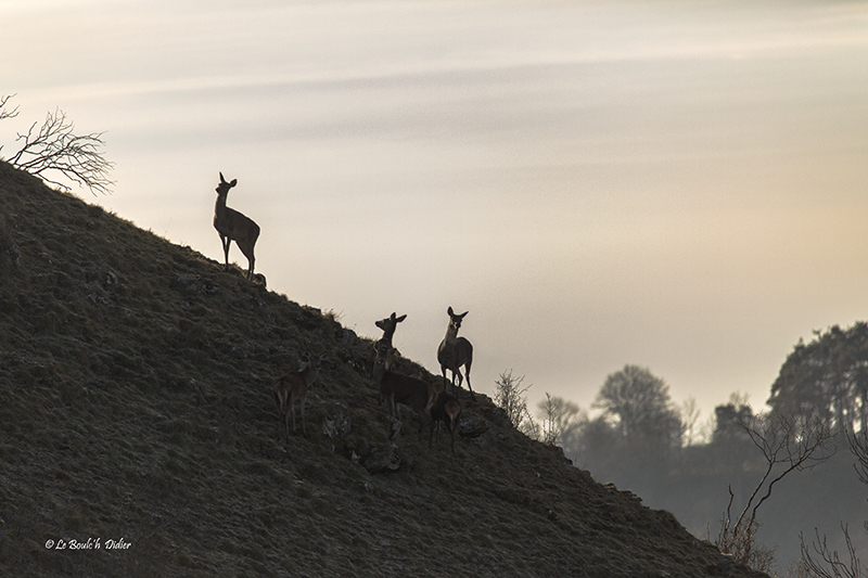 silhouettes