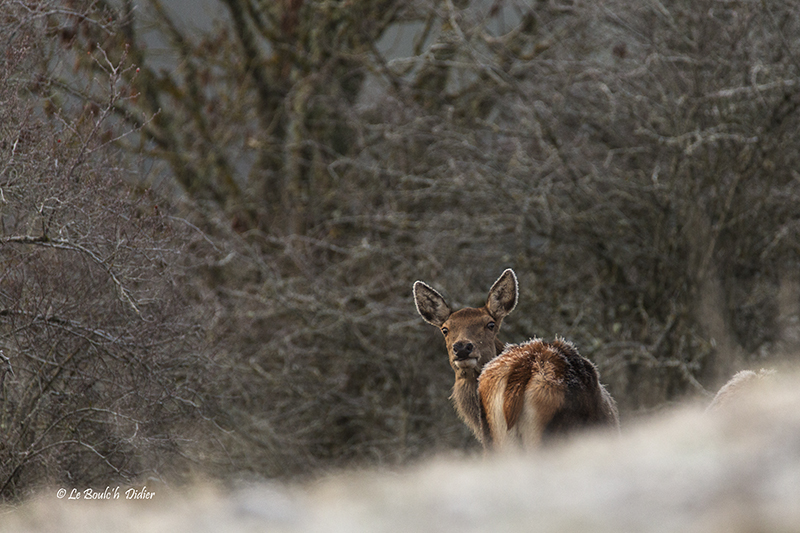 la curieuse