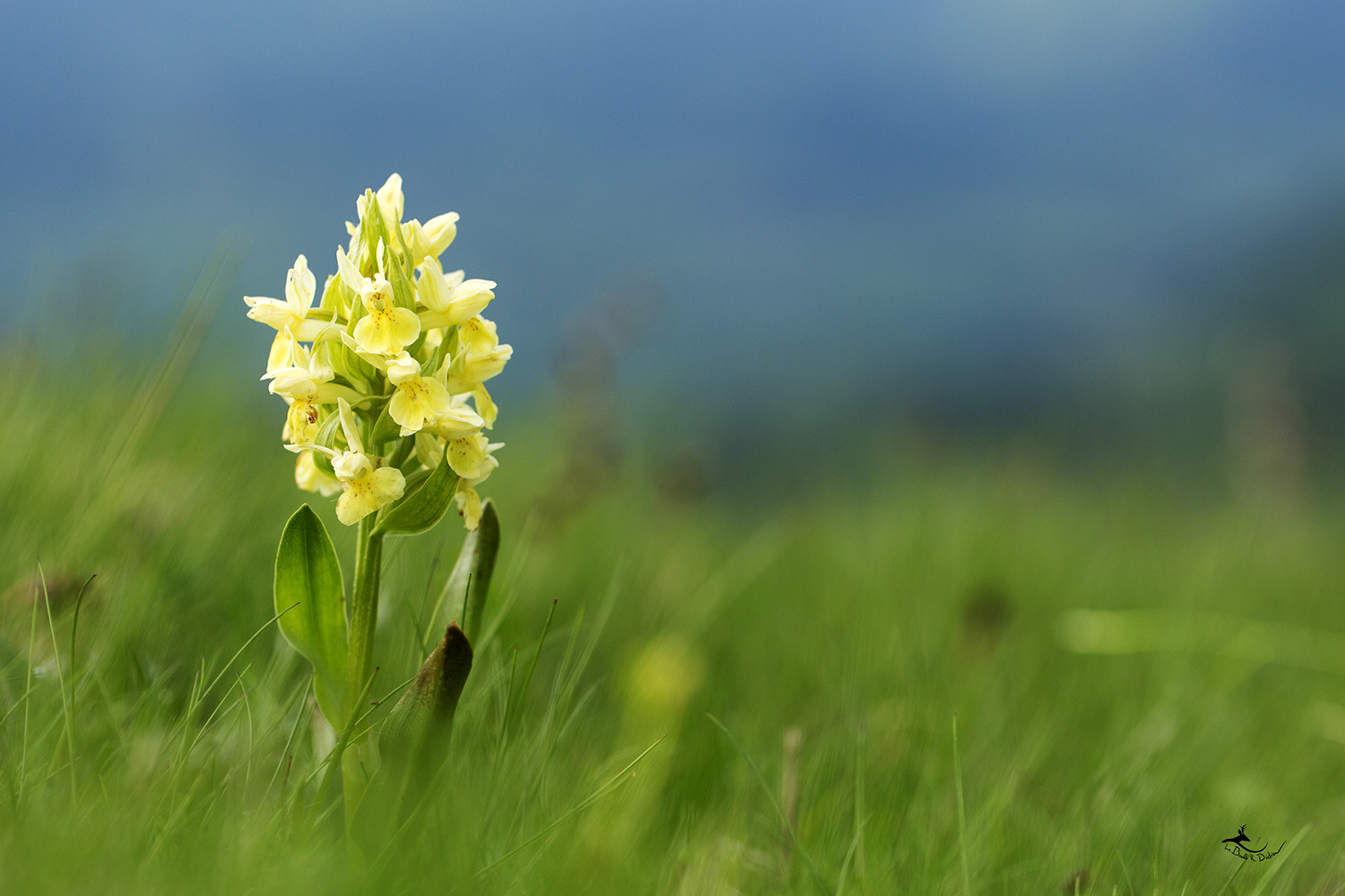 orchis sureau (Dactylorhiza sambucina)