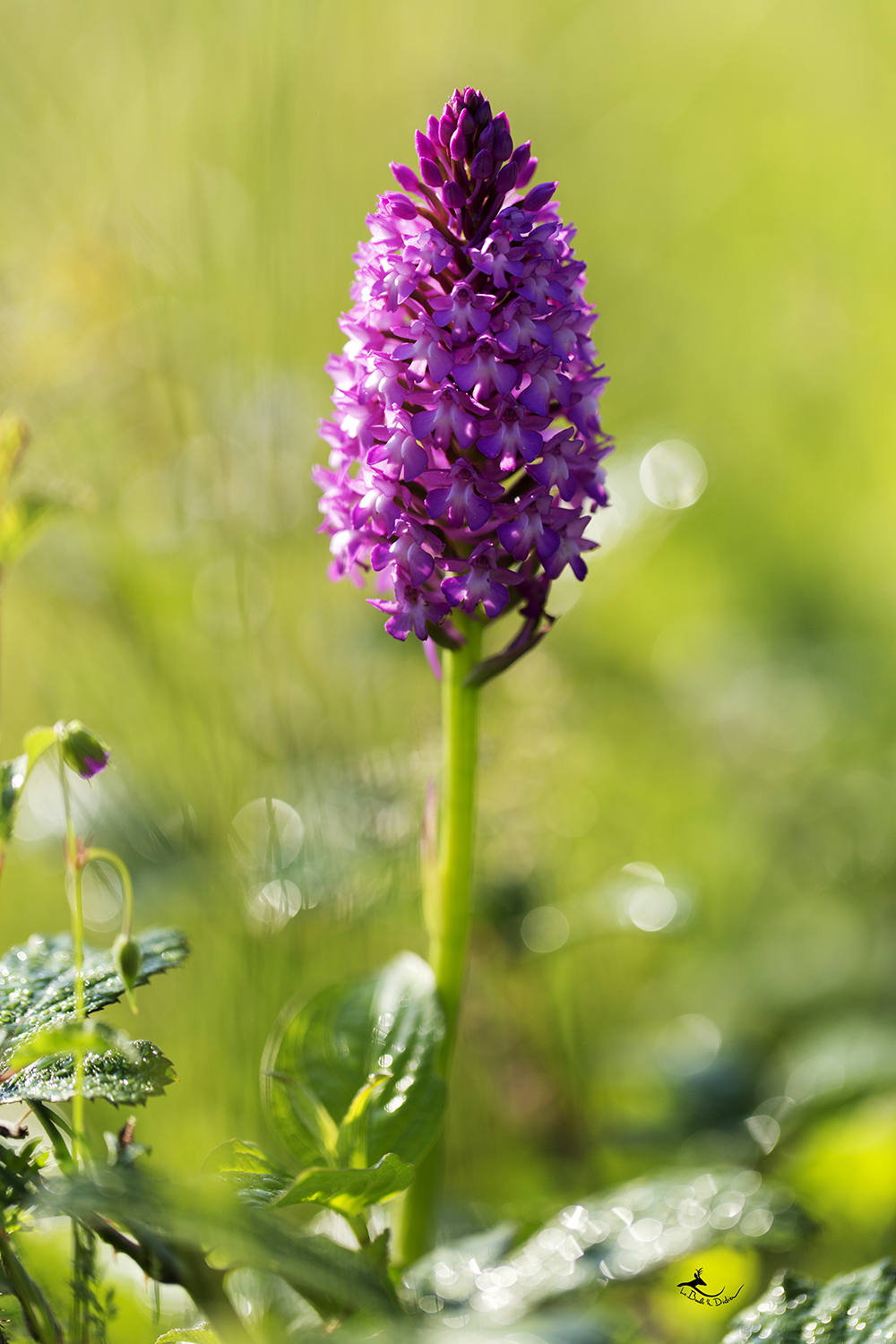 Orchis pyramidale (Anacamptis pyramidalis)