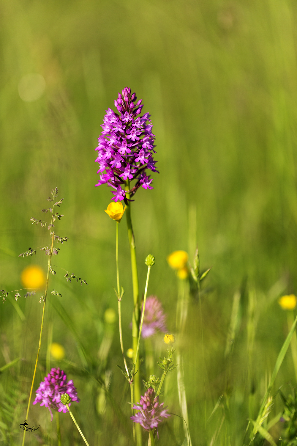 Orchis pyramidale (Anacamptis pyramidalis)