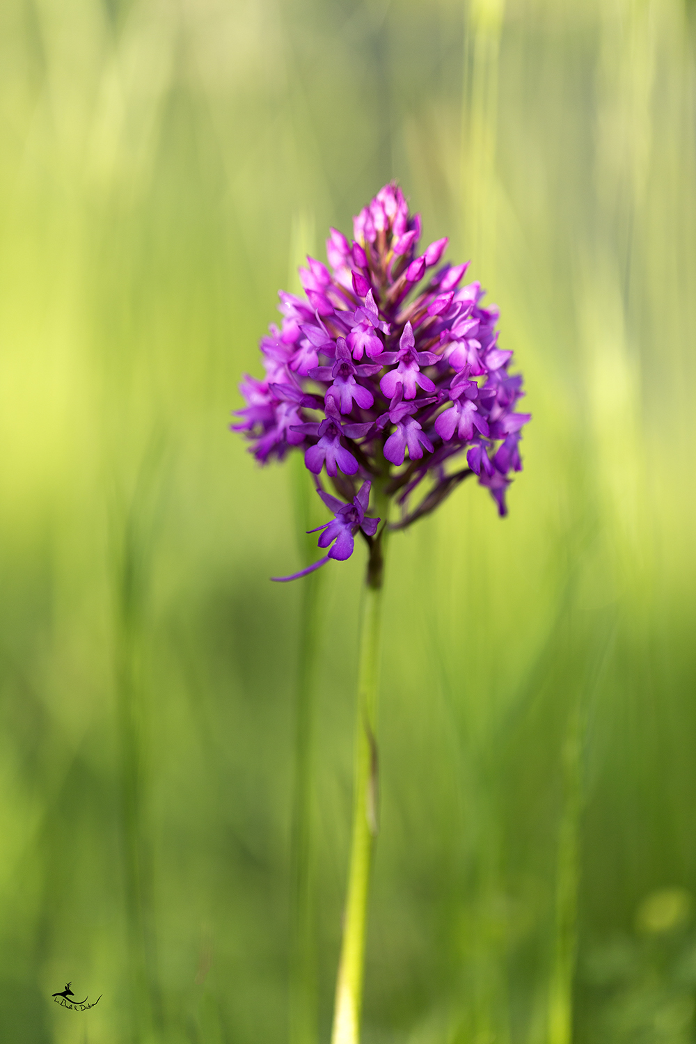 Orchis pyramidale (Anacamptis pyramidalis)