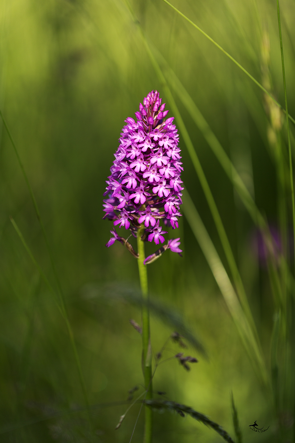 Orchis pyramidale (Anacamptis pyramidalis)