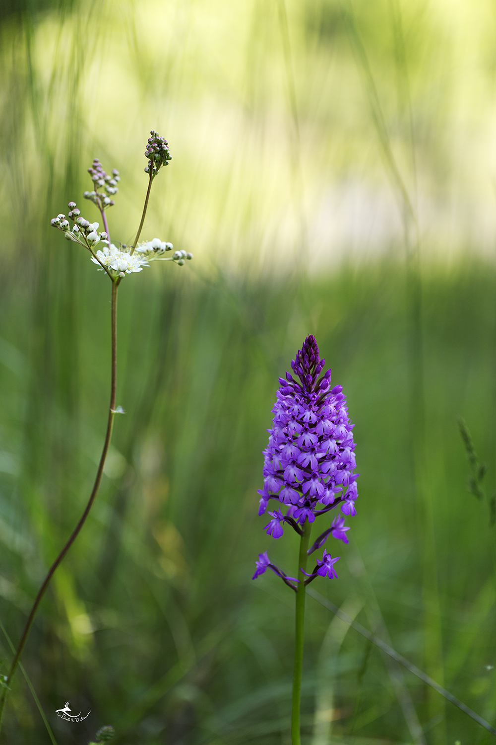 Orchis pyramidale (Anacamptis pyramidalis)