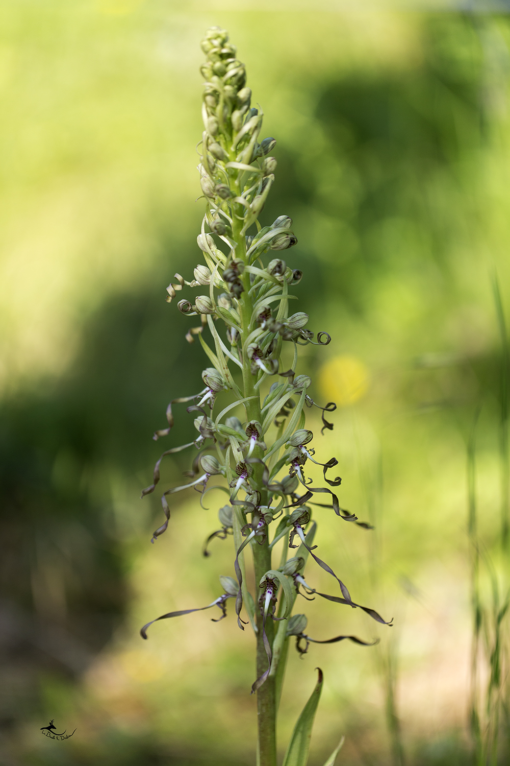 orchis bouc (Himantoglossum hircinum)