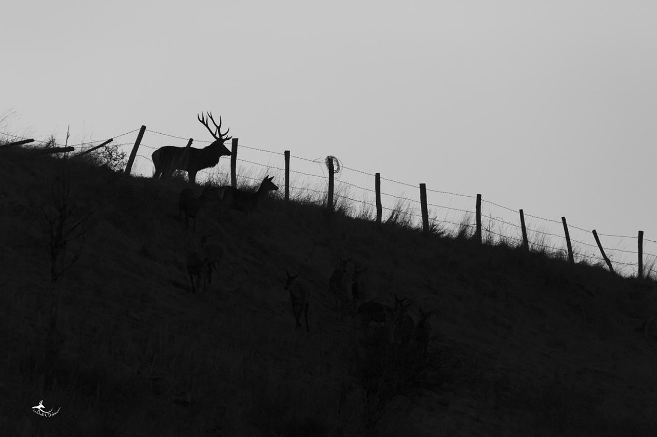 silhouette