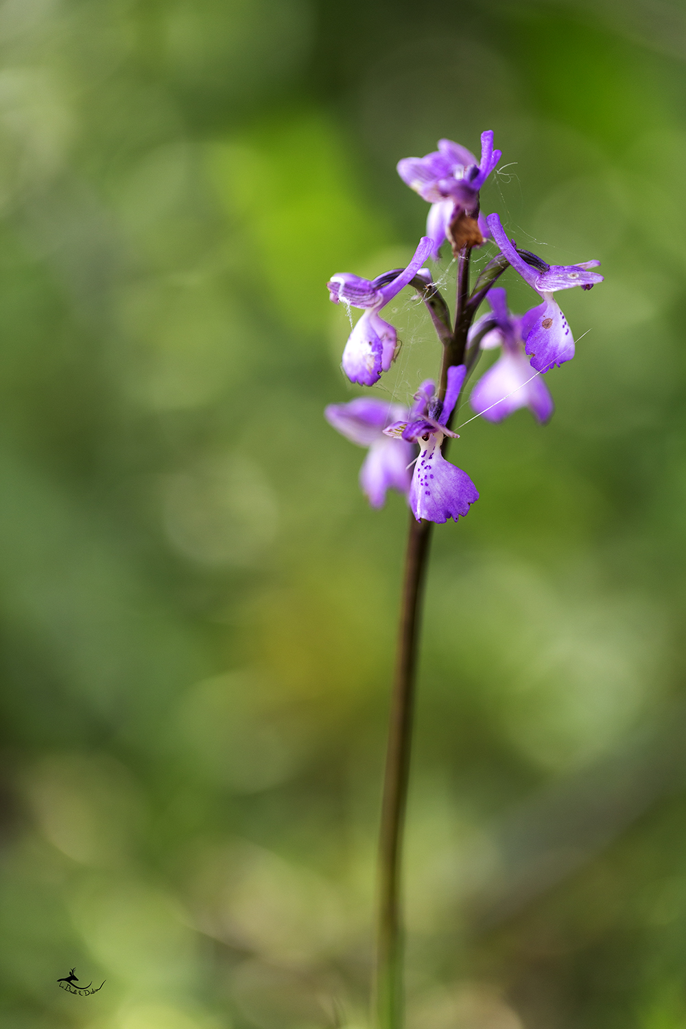 Orchis bouffon (Orchis morio)