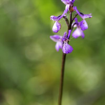 Orchis bouffon (Orchis morio)
