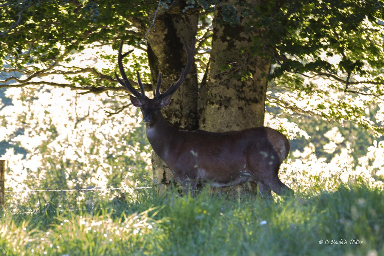 le boss (cerf)