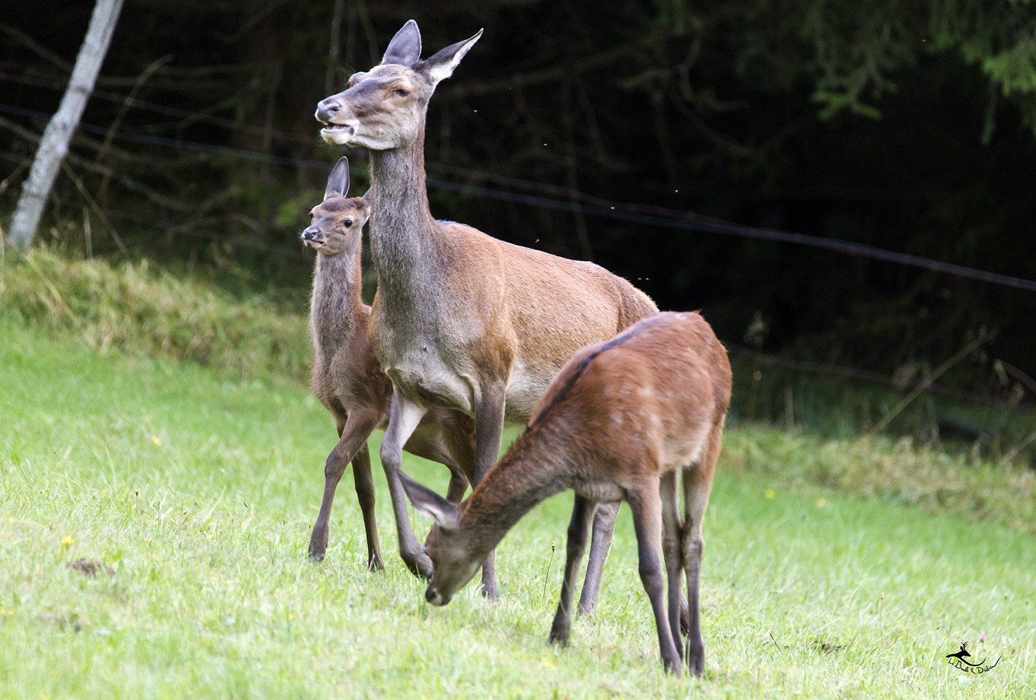 biche et faons 2020