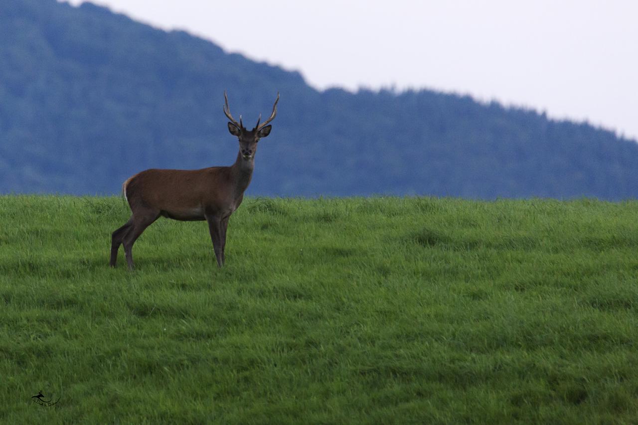 un soir dans le cantal