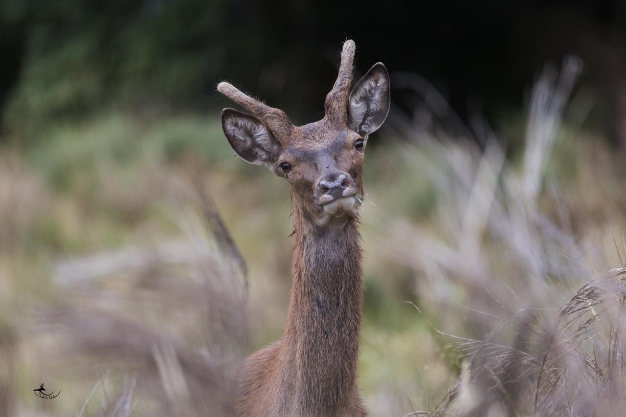 curieux