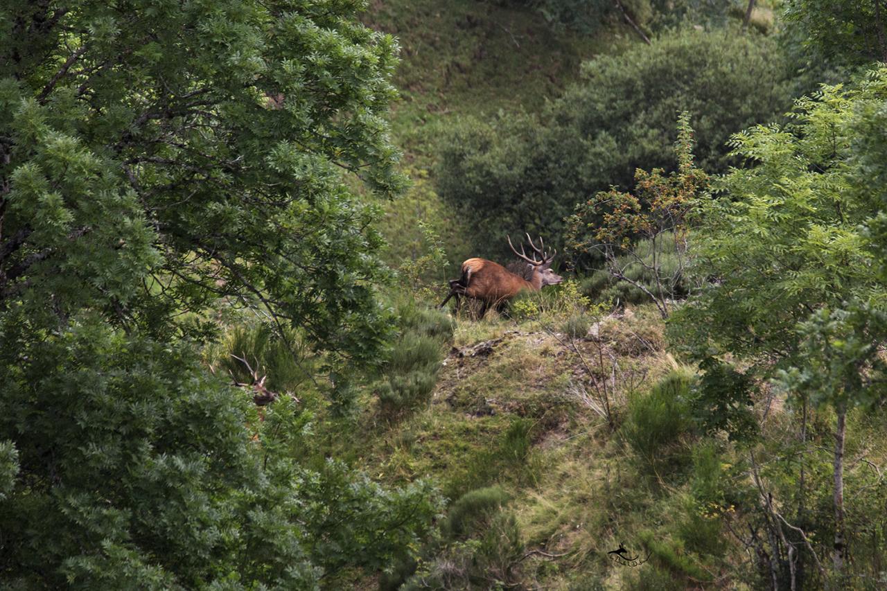 cerfs sauvages