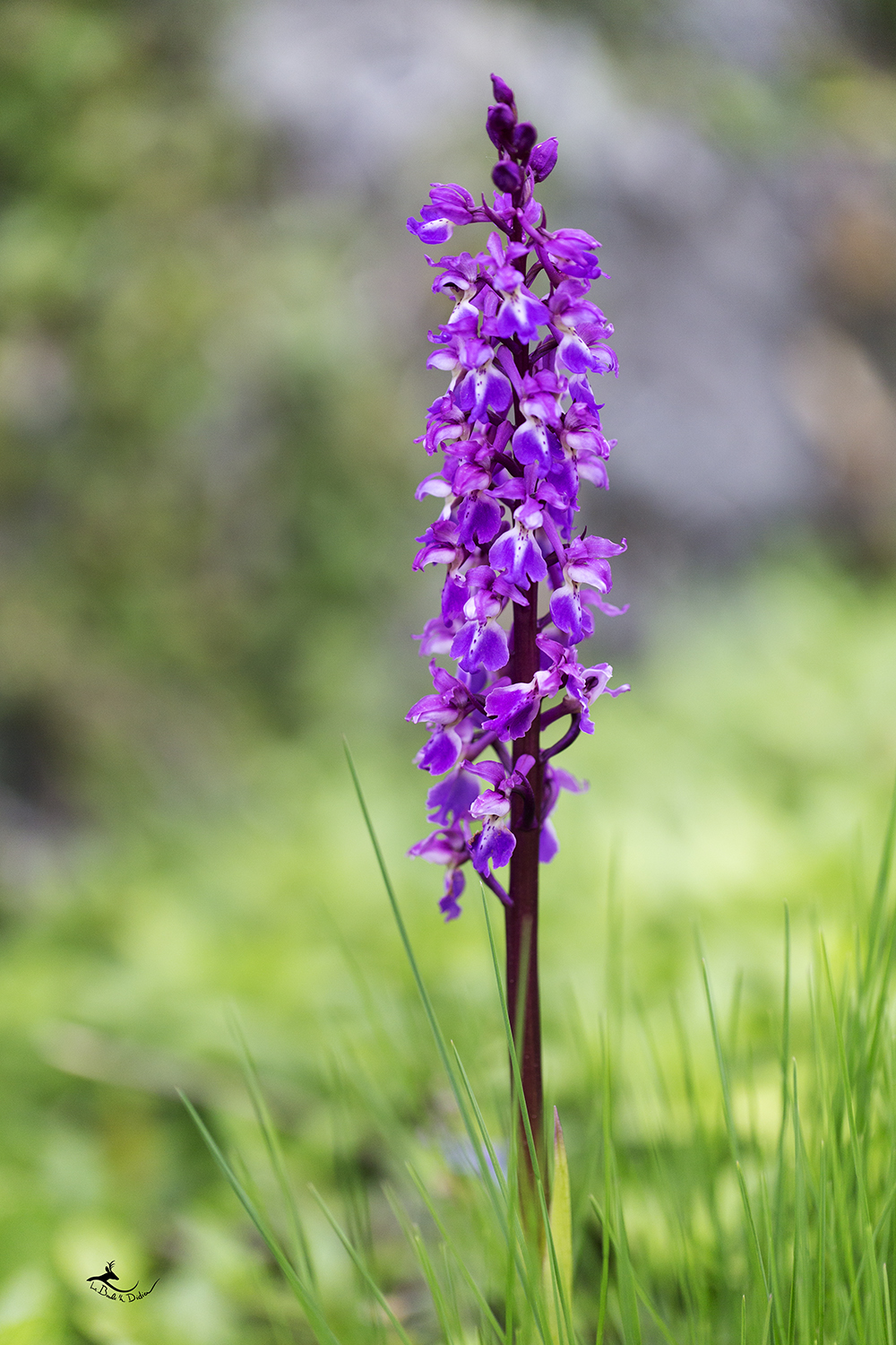 orchis mâles (orchis mascula)