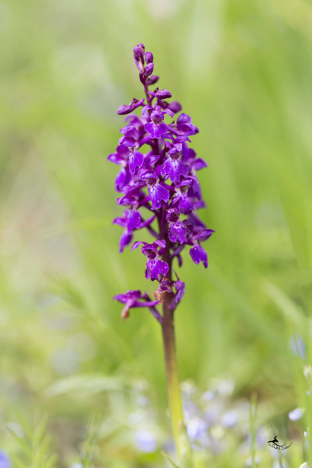 orchis mâles (orchis mascula)