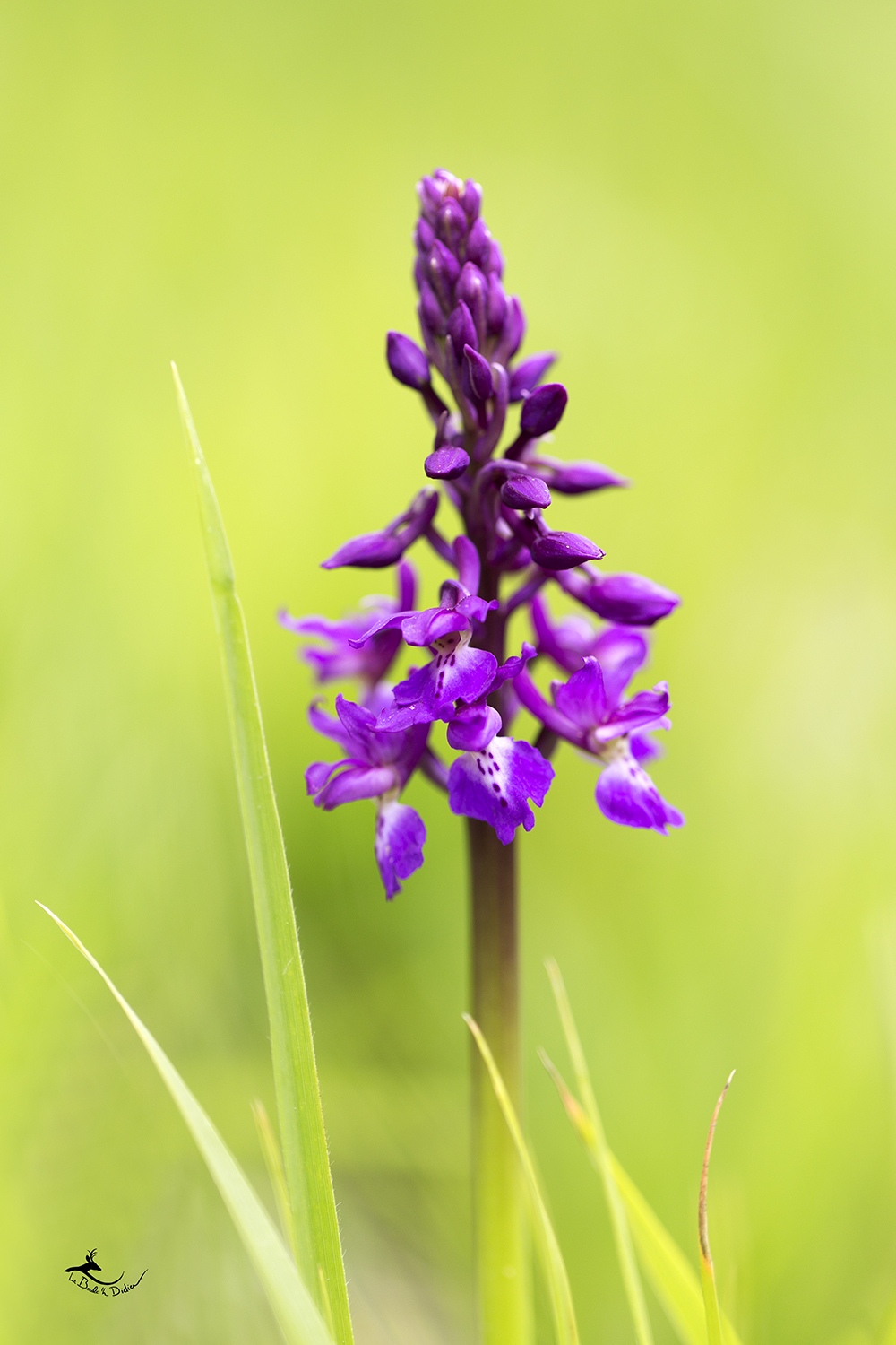 orchis mâles (orchis mascula)