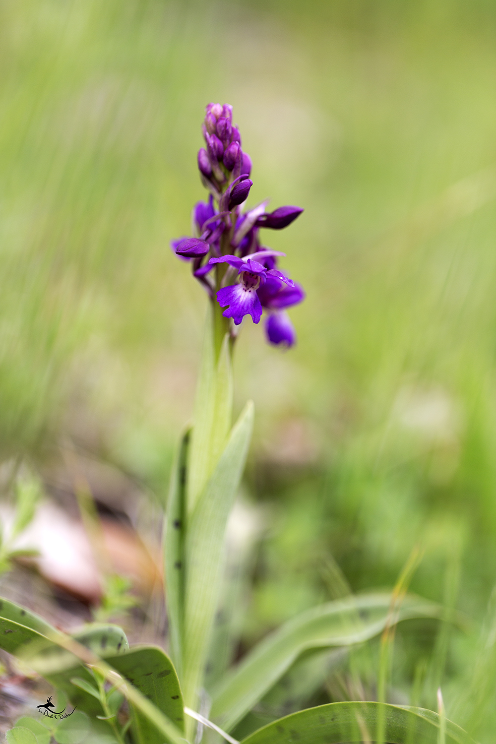 orchis mâles (orchis mascula)