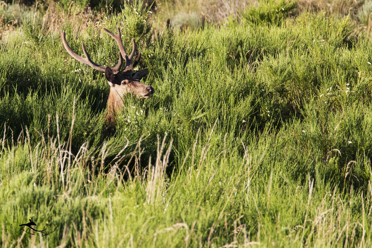 cerf dans les genêts