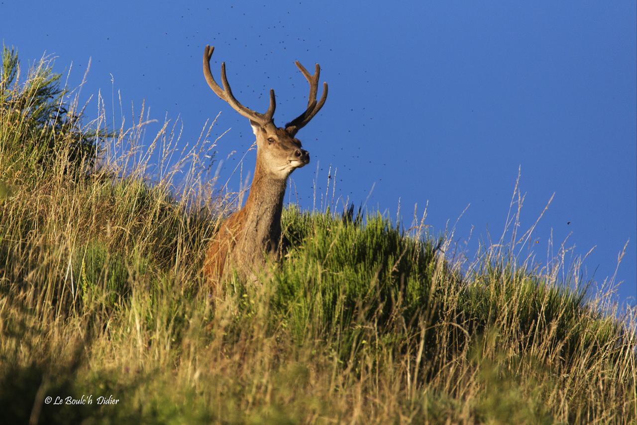 cerf en velours
