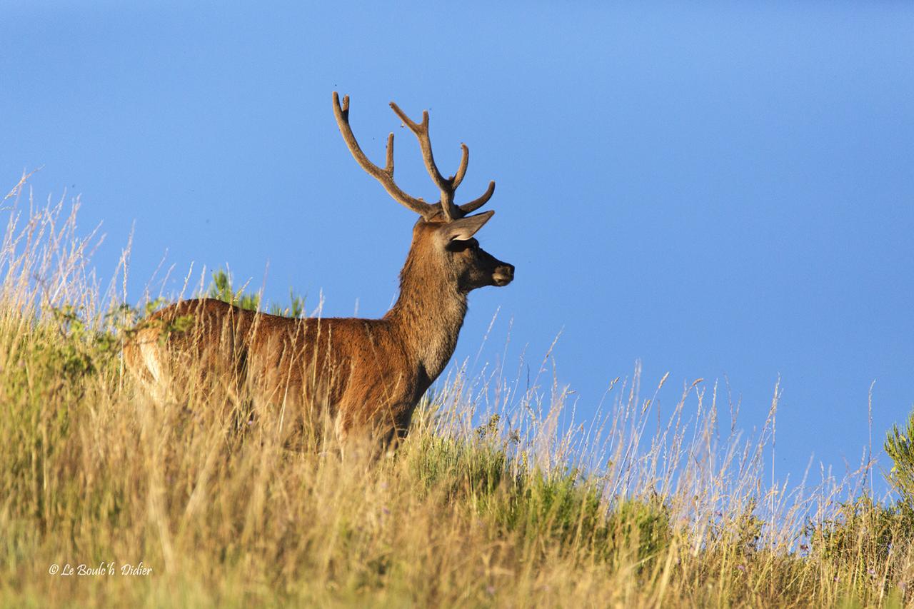 cerf