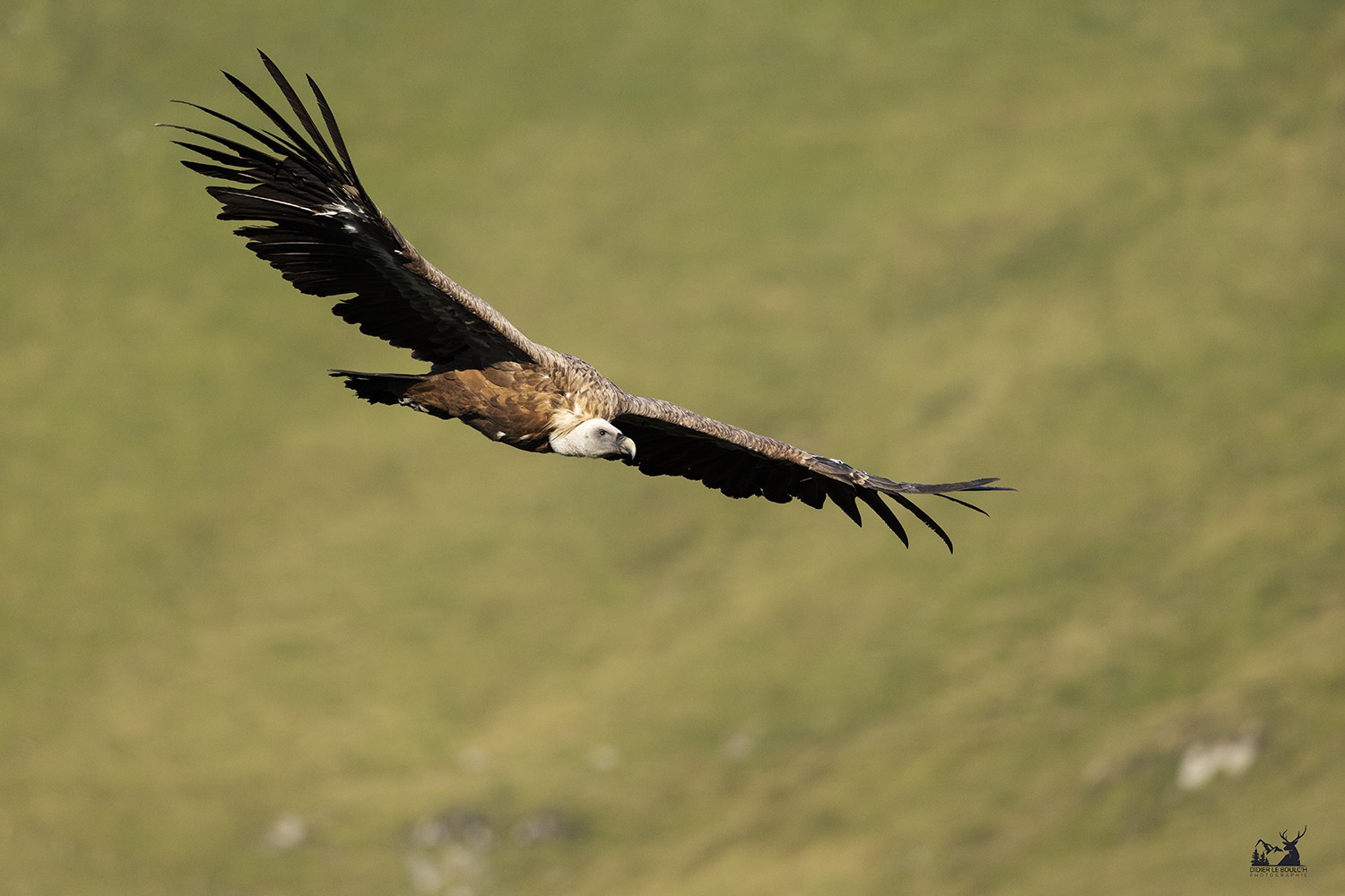 vautour fauve