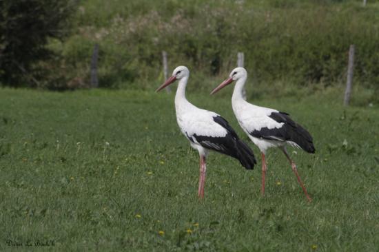 cigognes