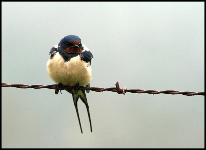 hirondelle rustisque