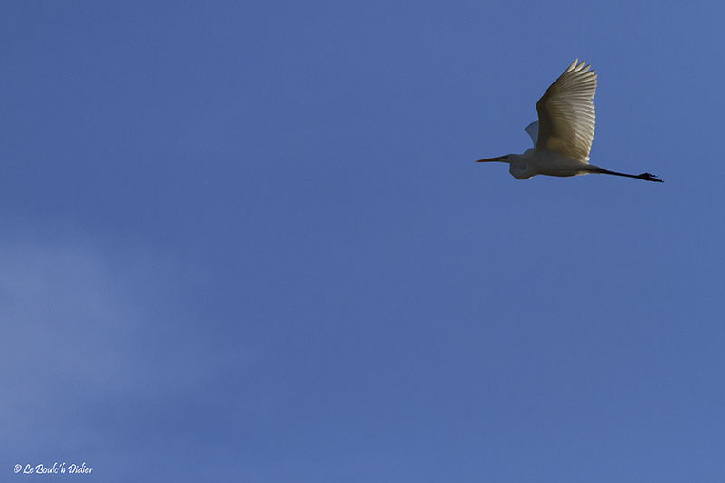 aigrette