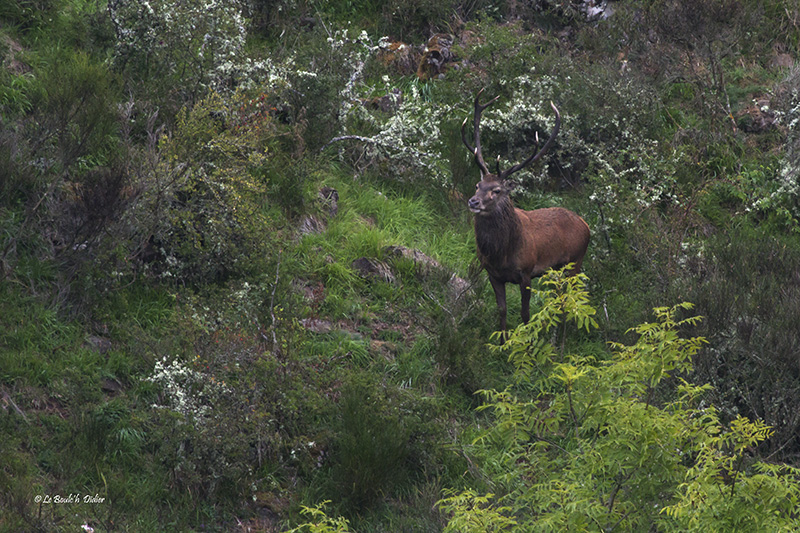 le cerf